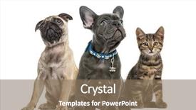  Presentation with cat - Audience pleasing PPT layouts consisting of french bulldog - group of puppies and cat backdrop and a coral colored foreground