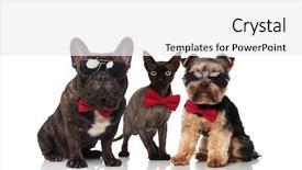  Presentation with pets - Amazing slide set having french bulldog - three cute mixed pets wearing backdrop and a white colored foreground