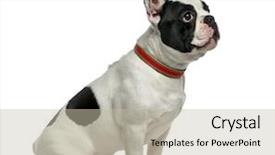  Presentation with old - Slide deck having french bulldog 1 year old background and a mint green colored foreground