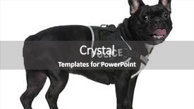  Presentation with police - Theme consisting of french bulldog 2 years old wearing a police harness standing in front of white background background and a dark gray colored foreground