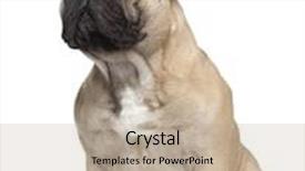  Presentation with old - Amazing theme having french bulldog 2 years old sitting in front of white background backdrop and a mint green colored foreground