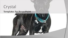  Presentation with archi old - Slide set consisting of french bulldog 5 months old in front of white background background and a light gray colored foreground