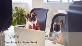  Presentation with puppy - Audience pleasing slide set consisting of french bulldog and bulldog puppy dressed as businessmen sitting at desk looking at computer backdrop and a soft green colored foreground