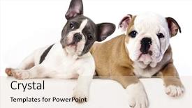  Presentation with english bulldog - Audience pleasing theme consisting of french bulldog and english bulldog backdrop and a lemonade colored foreground