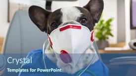 Presentation with viruses - PPT layouts consisting of french-bulldog-as-a-medicine background and a ocean colored foreground