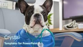  Presentation with doctor office - Beautiful slides featuring french-bulldog-as-a-medicine backdrop and a ocean colored foreground