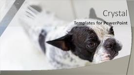  Presentation with foam - Slide deck consisting of french-bulldog-bathes background and a light gray colored foreground