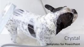  Presentation with foam - Beautiful theme featuring french-bulldog-bathes backdrop and a light gray colored foreground