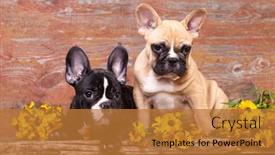  Presentation with dogs - Amazing PPT layouts having french-bulldog-breed-dogs backdrop and a gold colored foreground