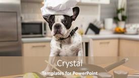  Presentation with frying - Amazing PPT layouts having french-bulldog-cook-frying-eggs backdrop and a coral colored foreground