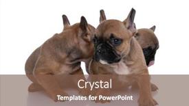  Presentation with hidden - Colorful presentation theme enhanced with french-bulldog-dog-looking backdrop and a tawny brown colored foreground