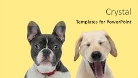  Presentation with leash - Theme featuring french-bulldog-dog-wearing-red background and a white colored foreground