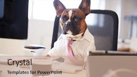  Presentation with french educators - Presentation theme with french bulldog dressed as businessman background and a coral colored foreground
