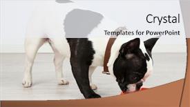  Presentation with energy drinks in metal cans - Colorful PPT theme enhanced with french bulldog drinks in room backdrop and a sky blue colored foreground