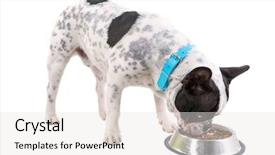  Presentation with dog food - Slide deck enhanced with french bulldog eating dog food background and a white colored foreground