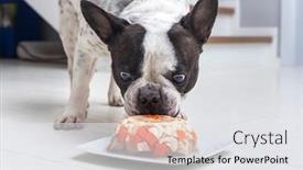  Presentation with jelly - Audience pleasing PPT layouts consisting of french-bulldog-eating-meat backdrop and a white colored foreground