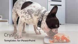  Presentation with jelly - Cool new theme with french-bulldog-eating-meat backdrop and a mint green colored foreground