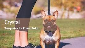  Presentation with vintage retro - Amazing theme having french bulldog enjoying a walk backdrop and a coral colored foreground