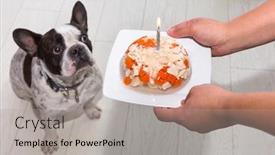  Presentation with birthday cake - Slide deck featuring french-bulldog-getting-meat background and a light gray colored foreground