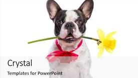  Presentation with iris flower yellow - Cool new presentation theme with animal lover - french bulldog holding yellow flower backdrop and a white colored foreground
