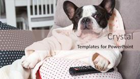  Presentation with paw - Colorful slides enhanced with french-bulldog-in-bathrobe-watch backdrop and a soft green colored foreground