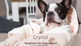  Presentation with paw - Audience pleasing PPT theme consisting of french-bulldog-in-bathrobe-watch backdrop and a lemonade colored foreground