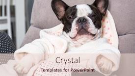  Presentation with paw - Slides featuring french-bulldog-in-bathrobe-watch background and a lemonade colored foreground