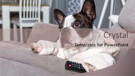  Presentation with paw - Audience pleasing slide deck consisting of french-bulldog-in-bathrobe-watch backdrop and a coral colored foreground