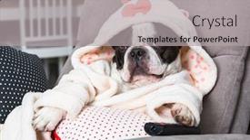  Presentation with paw - PPT theme featuring french-bulldog-in-bathrobe-watch background and a light gray colored foreground