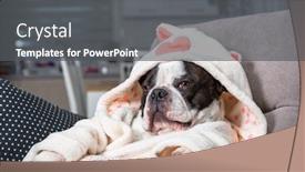  Presentation with paw - Cool new PPT theme with french-bulldog-in-bathrobe-watch backdrop and a dark gray colored foreground