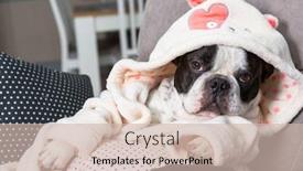  Presentation with paw - Amazing theme having french-bulldog-in-bathrobe-watch backdrop and a soft green colored foreground