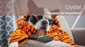  Presentation with tiger - Presentation theme having french-bulldog-in-orange-tiger background and a coral colored foreground