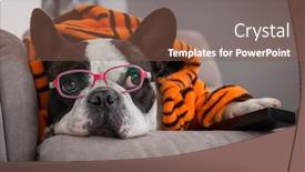  Presentation with tiger - Audience pleasing presentation consisting of french-bulldog-in-orange-tiger backdrop and a tawny brown colored foreground