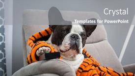  Presentation with tiger - Presentation theme featuring french-bulldog-in-orange-tiger background and a gray colored foreground
