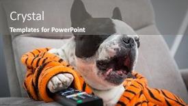  Presentation with tiger - Presentation design enhanced with french-bulldog-in-orange-tiger background and a gray colored foreground