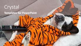  Presentation with tiger - Amazing presentation theme having french-bulldog-in-orange-tiger backdrop and a gray colored foreground
