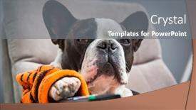 Presentation with tiger - Colorful slide deck enhanced with french-bulldog-in-orange-tiger backdrop and a gray colored foreground