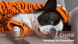  Presentation with tiger - Audience pleasing presentation consisting of french-bulldog-in-orange-tiger backdrop and a tawny brown colored foreground