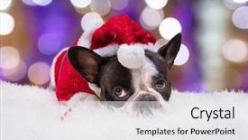  Presentation with costume - PPT layouts consisting of french bulldog in santa helper background and a white colored foreground