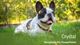  Presentation with garden - PPT layouts consisting of french bulldog in the garden background and a tawny brown colored foreground