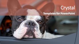  Presentation with car - Colorful presentation theme enhanced with french bulldog inside the car backdrop and a coral colored foreground