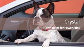 Presentation with car - Beautiful slide set featuring french bulldog inside the car backdrop and a  colored foreground