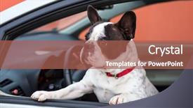  Presentation with automotive interior inside car - Colorful presentation theme enhanced with french bulldog inside the car backdrop and a  colored foreground