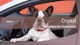  Presentation with car - Slide set having french bulldog inside the car background and a violet colored foreground
