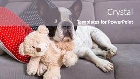  Presentation with coach - Presentation theme having french-bulldog-is-lying background and a gray colored foreground