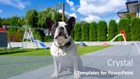  Presentation with green lawn - Beautiful theme featuring french-bulldog-is-resting backdrop and a light blue colored foreground
