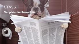  Presentation with toilet - Slide deck with french-bulldog-is-sitting background and a gray colored foreground