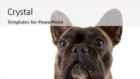  Presentation with history earth globe isolated white - Cool new presentation design with french-bulldog-isolated backdrop and a white colored foreground