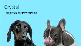  Presentation with nose - Amazing PPT layouts having french-bulldog-licking-its-nose backdrop and a white colored foreground