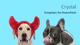  Presentation with devil - PPT theme enhanced with french-bulldog-licking-its-nose background and a white colored foreground